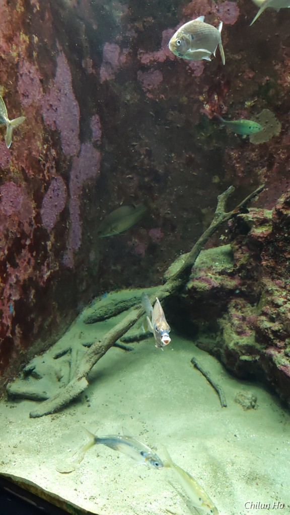沖縄美ら海水族館